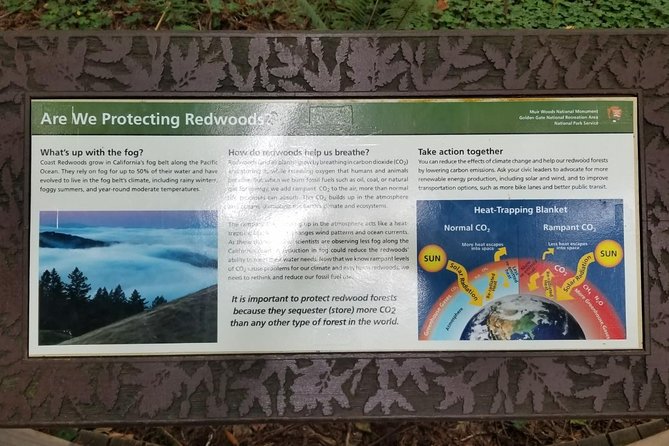 Combo Tour: Muir Woods, Sausalito and Sonoma Wine Country Tour - Sights and Flavors in Sausalito