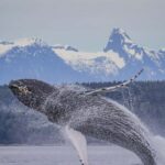 Comox: 4 Hour Whale and Wildlife Watching Tour - Starting Point at Comox Marine Adventure Centre