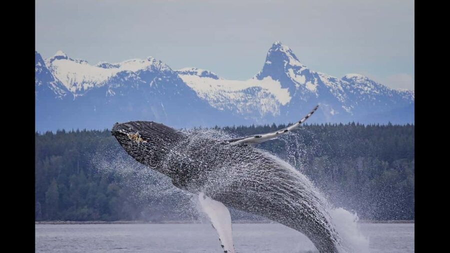 Comox: 4 Hour Whale and Wildlife Watching Tour - Starting Point at Comox Marine Adventure Centre
