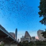 Congress Avenue Bat Bridge Kayak Tour in Austin - The Tours Starting Point in Downtown Austin