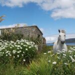 Connemara & Connemara National Park day tour from Galway. Guided. - Starting Point and Logistics in Galway