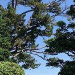 Connemara, Kylemore Abbey and Wild Atlantic Way tour from Galway - Visiting Kylemore Abbey & Its Victorian Walled Garden