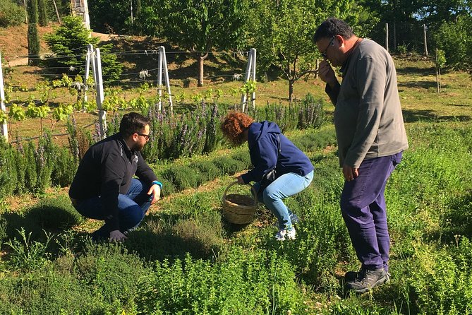 Cook like a local Greek Cooking lesson in Mt Pelion Greece - Making Traditional Greek Vegetables Pie ("Spanakopita") in Portaria