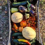 Cooking class on island Brac - Exploring the Family Farm Tomas and Its Organic Garden