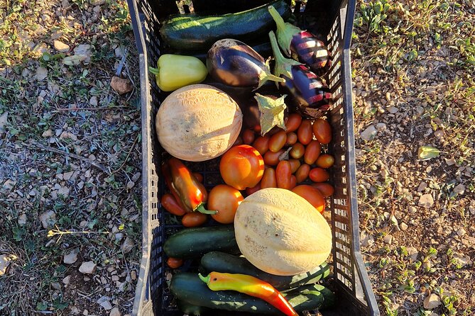 Cooking class on island Brac - Exploring the Family Farm Tomas and Its Organic Garden