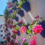Cordoba's Authentic Patios: 2-Hour Tour with Tickets - Exploring the Patios de Cordoba and Los Patios de San Basilio
