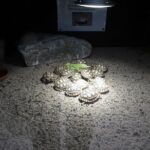 Corsica A Cupulatta Turtle Park Skip the Line Admission Ticket - The Natural Setting and Layout of the Park