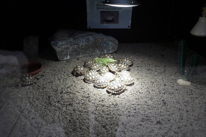 Corsica A Cupulatta Turtle Park Skip the Line Admission Ticket - The Natural Setting and Layout of the Park