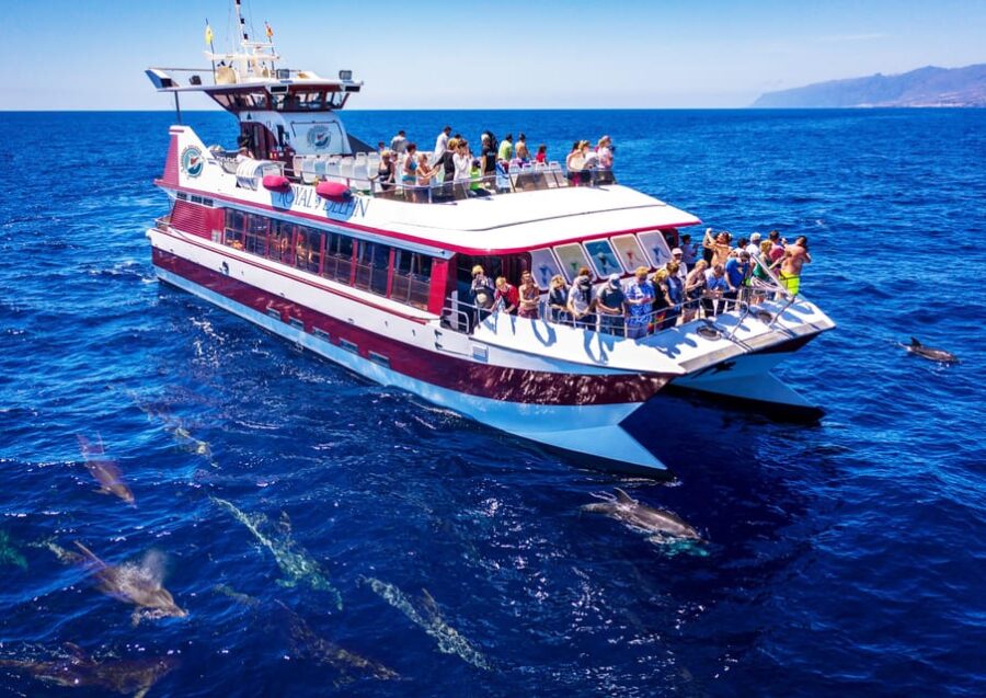 Costa Adeje: Whale & Dolphin Submarine Vision Mini Cruise - Departure Point at Puerto Colón and Meeting Details
