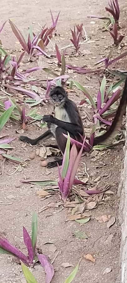 Costa Maya Port: Chacchoben Mayan Temples, crossing the Pineapple Town - Exploring the Chacchoben Mayan Ruins