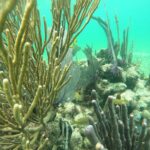 Costa Maya, snorkeling on the reef with fish, looking for turtles - Exploring Costa Maya’s Reefs and Marine Life