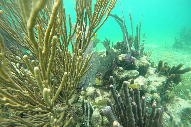 Costa Maya, snorkeling on the reef with fish, looking for turtles - Exploring Costa Maya’s Reefs and Marine Life