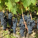 Cotes du Rhone Wine Tour (9:00 am to 5:15 pm) - Small Group Tour from Lyon - Starting Point: Lyon’s Bellecour Square