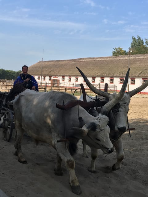 Countryside ranch, horse show & lunch - Visiting a Working Horse Ranch in Central Hungary