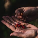 Courtown Woodland Guided Tour - What You Will Learn During the Walk