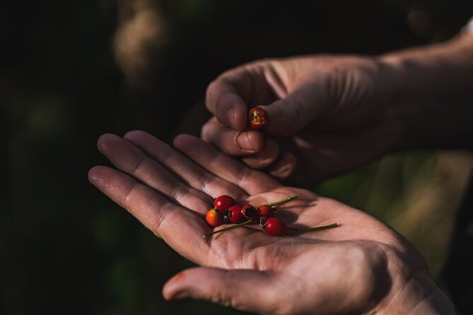 Courtown Woodland Guided Tour - What You Will Learn During the Walk