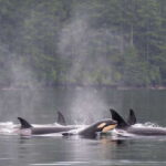 Cowichan Bay: Half-Day Whale & Wildlife Adventure - Starting Point and Group Size for a Personal Experience