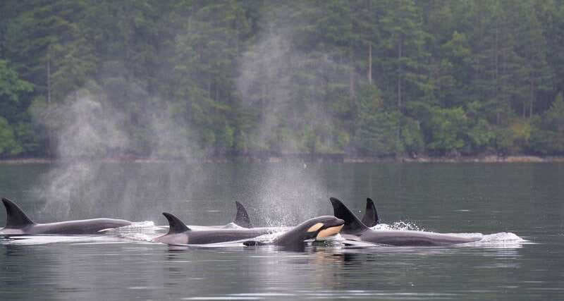 Cowichan Bay: Half-Day Whale & Wildlife Adventure - Starting Point and Group Size for a Personal Experience