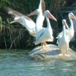 Coyuca Lagoon From Acapulco - Visiting the Coconut Plantation and Cocos Locos Drink