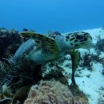 Cozumel: 2-Tank Dive, Eagle Ray Wall for Certified Divers - The Unique Appeal of Eagle Ray Wall in Cozumel