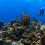 Cozumel: Discover Scuba Diving - What’s Included in the Cost of $207