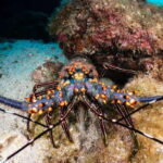 Cozumel Discover Scuba Diving from boat - Marine Park Access and Reef Highlights