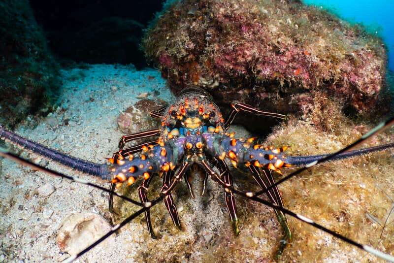 Cozumel Discover Scuba Diving from boat - Marine Park Access and Reef Highlights