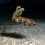 Cozumel: Night Snorkel Adventure - Starting Point: The Money Bar in Cozumel