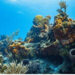 Cozumel: Ocean Dive - Highlights of Santa Rosa Wall and Palancar
