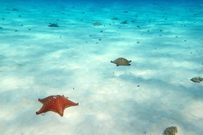 Cozumel Private 4-hour Boat Tour to El Cielo with Snorkeling - Visiting the Iconic El Cielo Sandbar