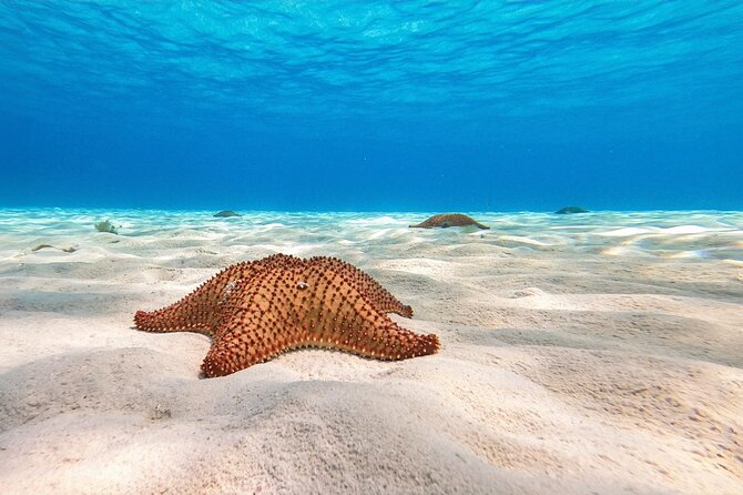 Cozumel Reef Snorkeling Tour - Starting Point and Transportation Details