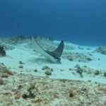Cozumel Scuba Diving: 2 Tanks in the National Park for certified divers - Starting at Medusas Dive Cozumel: The Meeting Point for Your Underwater Adventure