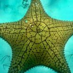 Cozumel Snorkeling Reef Experience with Ceviche and Beers - Snorkeling at El Cielo: Starfish and White Sand
