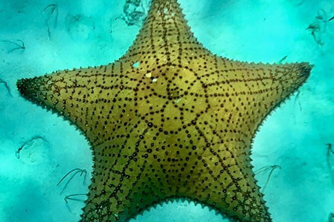 Cozumel Snorkeling Reef Experience with Ceviche and Beers - Snorkeling at El Cielo: Starfish and White Sand