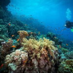 Cozumel: Twilight and Night Dive for Certified Divers - Cozumels Premier Location for Night Diving: Marina Asipona