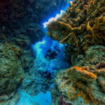 Cozumel: Two reef dives in Marine Park, certified divers - Discover the Vibrant Coral Formations of Cozumel Marine Park