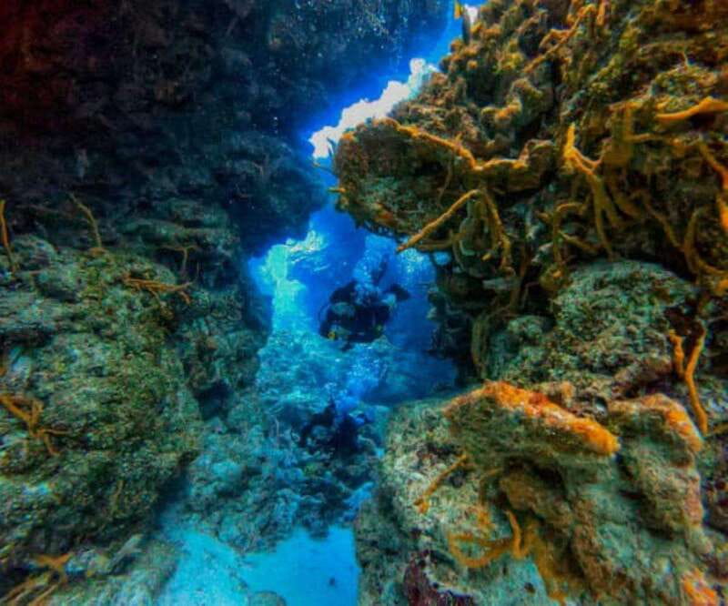 Cozumel: Two reef dives in Marine Park, certified divers - Discover the Vibrant Coral Formations of Cozumel Marine Park