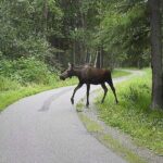 Creative Soul Scavenger Hunt Anchorage on the Tony Knowles Trail - How the Personalization with Tara Works