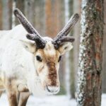 Cross-Country Skiing Trip - The Beginner Ski Lesson and Guided Experience