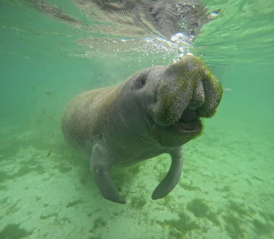 Crystal River: Manatee In-Water Snorkel Tour - Crystal River: The Starting Point for a Manatee Encounter