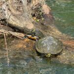 Crystal River: Manatee Season Tour w/ Free Photo Package - The Experience of Kayaking with Manatees in Kings Bay