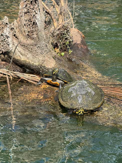 Crystal River: Manatee Season Tour w/ Free Photo Package - The Experience of Kayaking with Manatees in Kings Bay