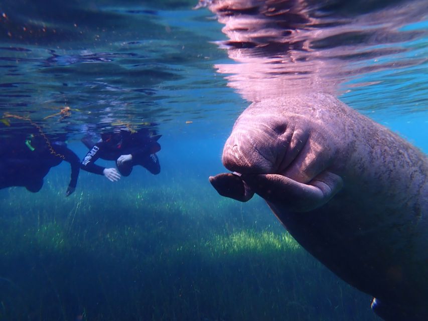 Crystal River: Manatee Swim Group Tour - From the Meeting Point to the Boat: Logistics and Ease