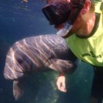 Crystal River: Manatee Swim Small Group, VIP or Private Tour - The Experience of Swimming with Manatees in Crystal River