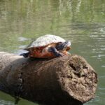 Crystal River Manatee Viewing Cruise - The Itinerary: Searching for Manatees and Wildlife