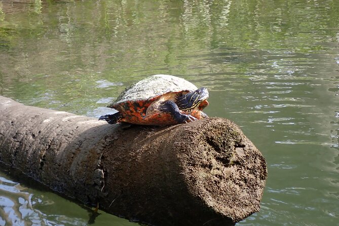 Crystal River Manatee Viewing Cruise - The Itinerary: Searching for Manatees and Wildlife
