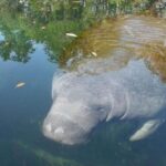 Crystal River: Manatee Viewing Cruise - Navigating the Tranquil Waters of Kings Bay