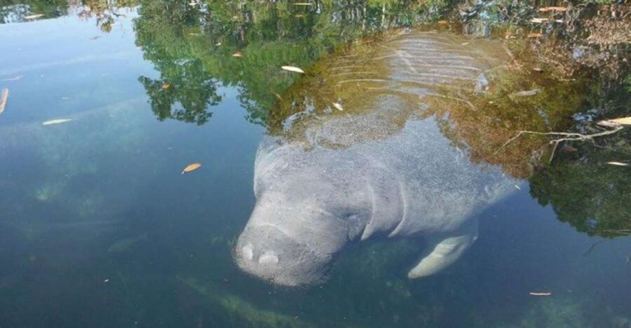 Crystal River: Manatee Viewing Cruise - Navigating the Tranquil Waters of Kings Bay