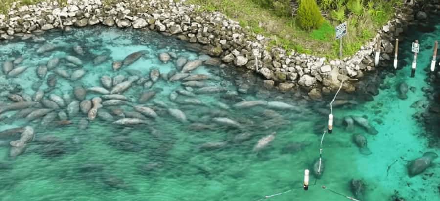 Crystal River: Naturalist Guide Eco Wildlife Manatee Tour - Discovering Fossil Reefs from the Past