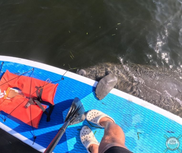 Crystal River: Paddle Board Rental - How to Prepare for Your Crystal River Paddleboard Adventure